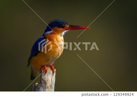 Malachite kingfisher on bamboo post in sunshine 129349924