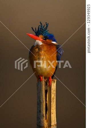 Malachite kingfisher on bamboo post lifting beak Malachite kingfisher on bamboo post lifting beak 129349925