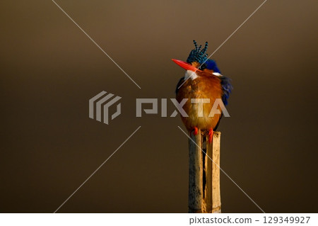 Malachite kingfisher on bamboo post lifts bill 129349927