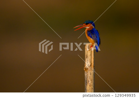 Malachite kingfisher on bamboo post opens beak 129349935