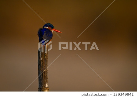 Malachite kingfisher on bamboo post turning head Malachite kingfisher on bamboo post turning head 129349941