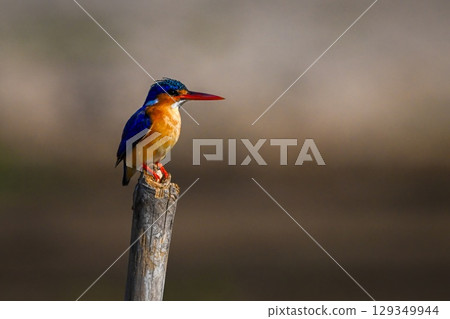 Malachite kingfisher on bamboo post watching camera Malachite kingfisher on bamboo post watching camera 129349944