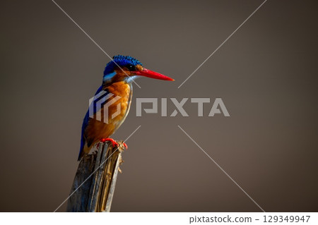 Malachite kingfisher on cracked pole facing right Malachite kingfisher on cracked pole facing right 129349947