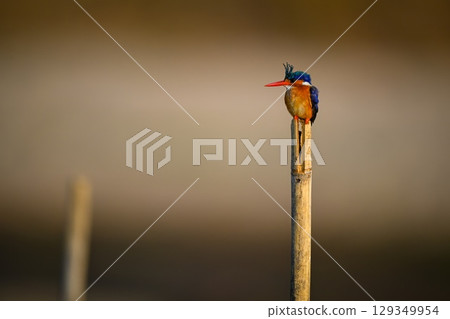 Malachite kingfisher on cracked post facing left Malachite kingfisher on cracked post facing left 129349954