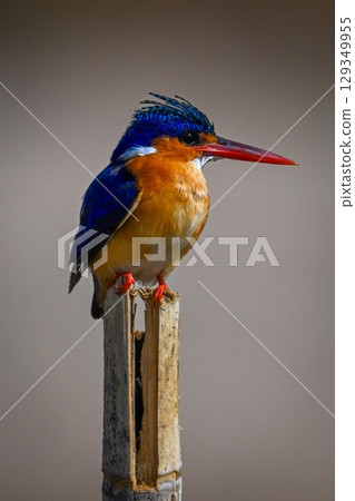Malachite kingfisher on cracked post facing right 129349955