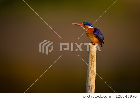 Malachite kingfisher on cracked post holding prey Malachite kingfisher on cracked post holding prey 129349956