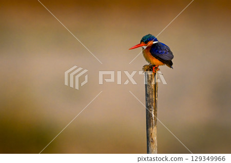 Malachite kingfisher on cracked post stares down 129349966