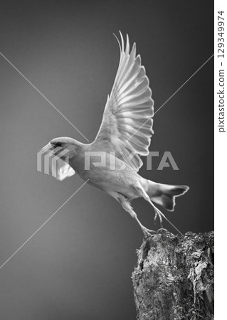 Mono European greenfinch takes off from stump Mono European greenfinch takes off from stump 129349974