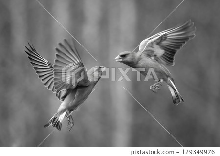 Mono greenfinches fight in mid-air in forest Mono greenfinches fight in mid-air in forest 129349976