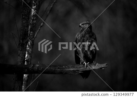 Mono lesser spotted eagle with catchlight perching 129349977
