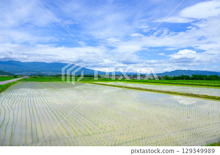 [Gorobei Shinden] Rice paddies planted with rice [Saku City] 129349989