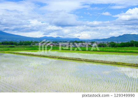 [Gorobei Shinden] Rice paddies planted with rice [Saku City] 129349990