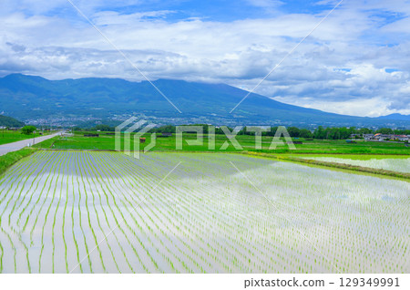 [Gorobei Shinden] Rice paddies planted with rice [Saku City] 129349991