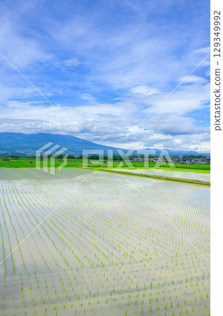 [Gorobei Shinden] Rice paddies planted with rice [Saku City] 129349992