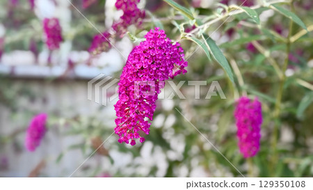 Close up of vibrant magenta butterfly bush flowers in full bloom. Pollinator habitat, biodiversity, garden ecology, flowering plants 129350108