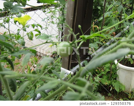 Still immature medium-sized tomatoes 129350376