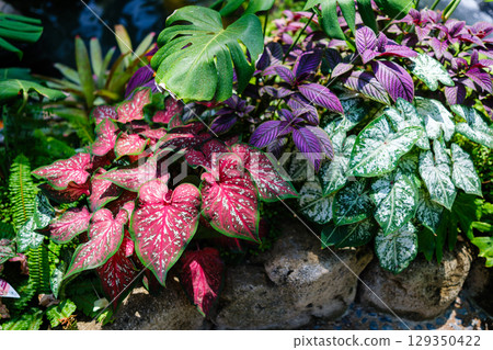 A sight found in the botanical garden 129350422