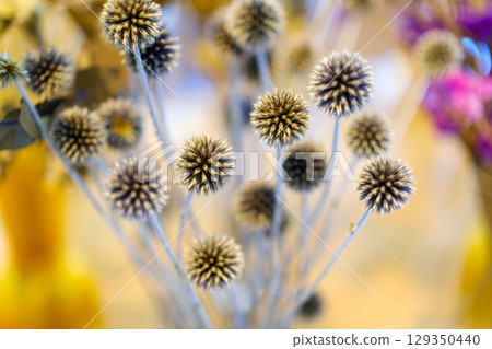 植物園裡的景象 植物園裡的景象 129350440