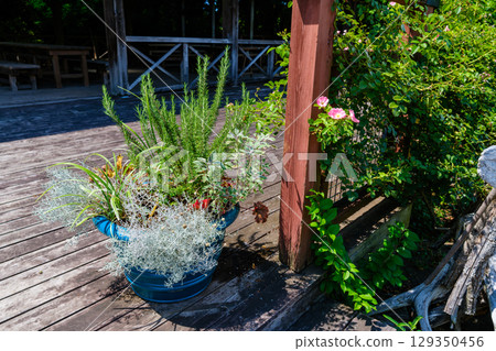 植物園裡的景象 129350456