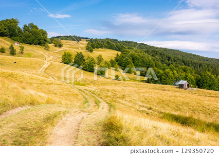 mountain landscape with beech trees along the dirt road uphill. dry weather. late summer scenery with hill in yellow grass. primeval forest on the hillside. blue sky with clouds on a sunny evening 129350720