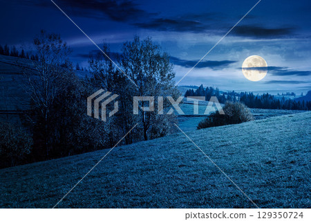 mountain landscape with forest in autumn at night. beautiful countryside in the highland. grove on the hill in colorful foliage under sky in full moon light. nature background for outdoor adventure 129350724