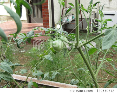 Still immature medium-sized tomatoes 129350742