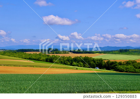 拼布之路（北海道上川郡美瑛町） 129350883