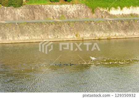 Kyoto · Kamogawa 129350932