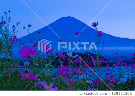 At dusk, blue Mount Fuji, cosmos and Lake Kawaguchi At dusk, blue Mount Fuji, cosmos and Lake Kawaguchi 129351566