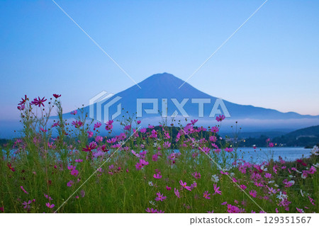 At dusk, cosmos flowers and the silhouette of Mt. Fuji seen over the lake 129351567