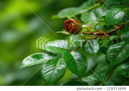 Delicate rosebud emerging through lush green foliage in spring 129351699
