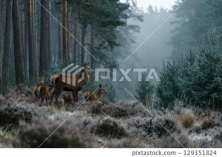 Family of deer grazes in misty forest clearing at dawn 129351824