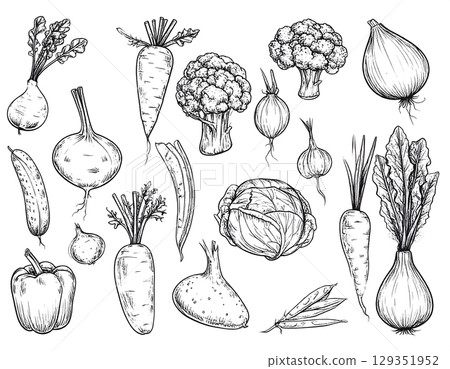Vintage Sketch Vegetables Collection 129351952
