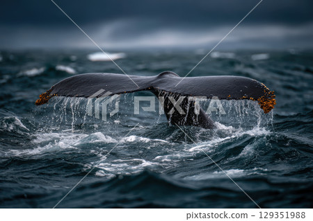Whale tail splashing in dynamic ocean waters Whale tail splashing in dynamic ocean waters 129351988