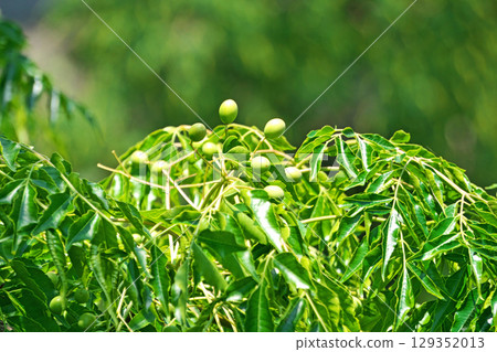 Green China tree fruit (summer, June) Green China tree fruit (summer, June) 129352013
