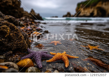 Colorful starfish in tide pools on a rocky shore 129352037