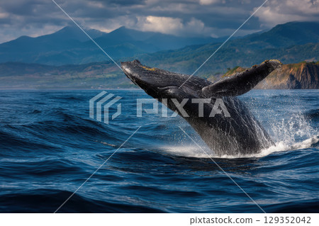 Humpback whale breaches the surface of the deep blue ocean Humpback whale breaches the surface of the deep blue ocean 129352042