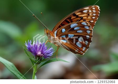Vibrant butterfly resting on a purple wildflower in nature Vibrant butterfly resting on a purple wildflower in nature 129352068
