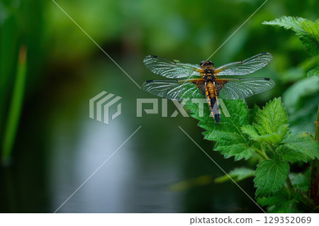 Dragonfly resting on a leaf near a serene forest stream 129352069