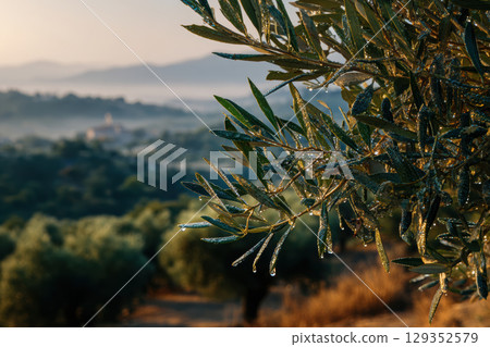 Olive tree leaves glisten with morning dew in early sunlight Olive tree leaves glisten with morning dew in early sunlight 129352579