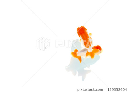Goldfish, Nakamura Goldfish, Nakamura 129352604