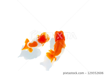 Nakamura金魚 129352606