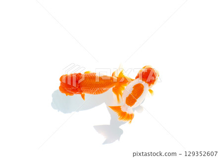 Goldfish, Nakamura Goldfish, Nakamura 129352607
