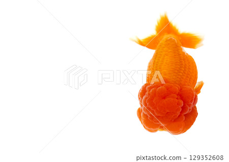 Goldfish, Nakamura Goldfish, Nakamura 129352608