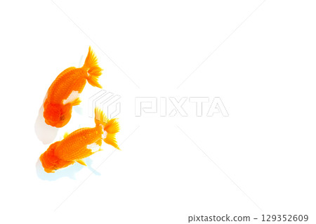 Nakamura金魚 Nakamura金魚 129352609