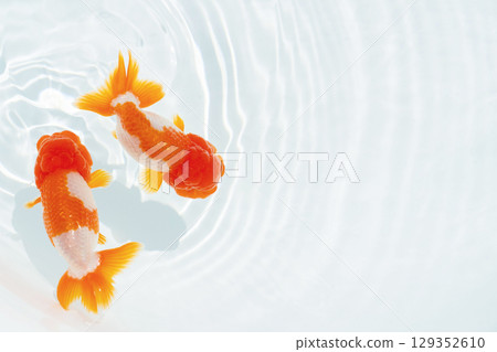 Nakamura金魚 Nakamura金魚 129352610