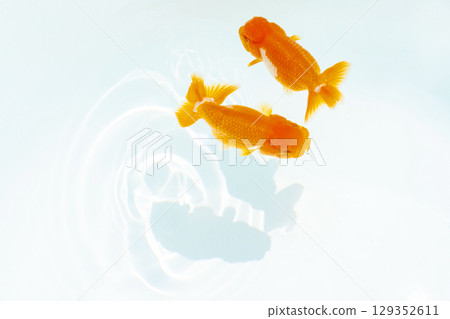 Nakamura金魚 Nakamura金魚 129352611