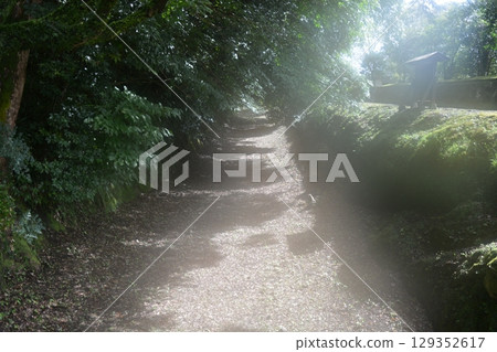 陽光透過樹木灑落在夏日小路上 129352617