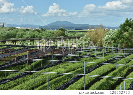Summer tea fields and a flowing bridge (Yawata City, Kyoto Prefecture) 129352733