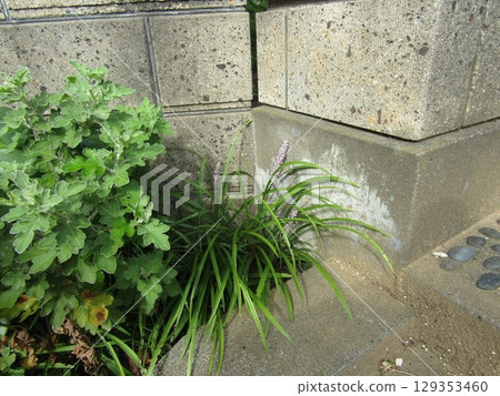 Dragon's Beard Flower Dragon's Beard Flower 129353460